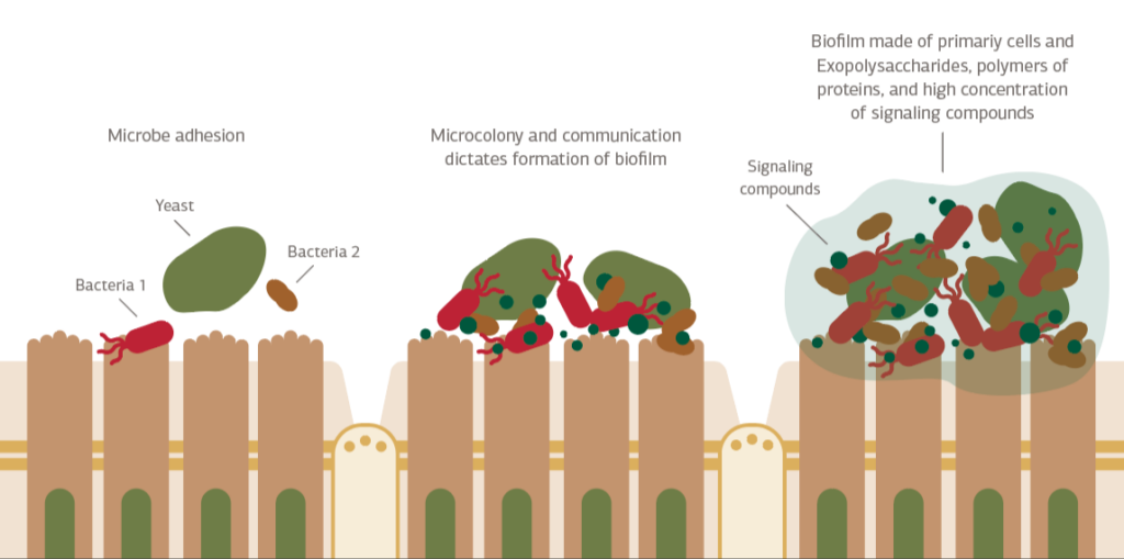 Biofilm Illustration