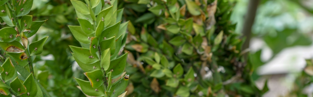 Butcher's Broom Benefits & Uses | WholisticMatters