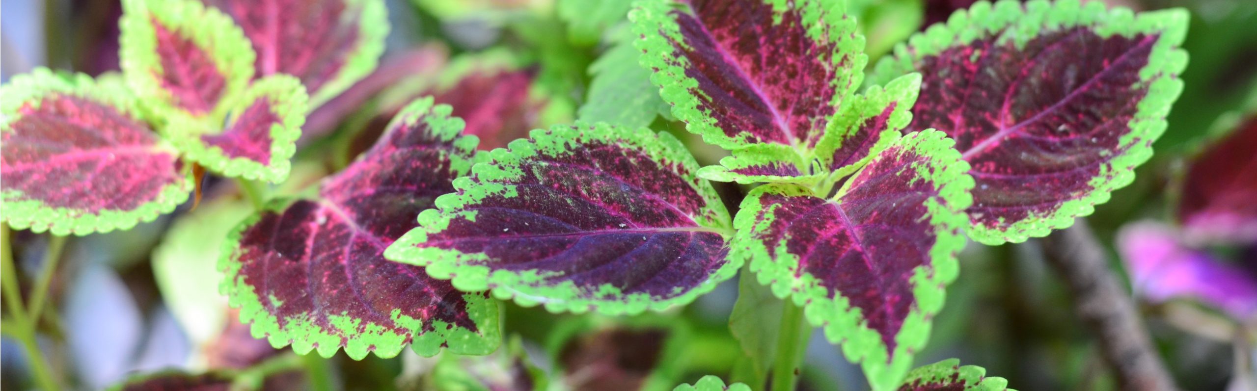 Coleus forskohlii Benefits: Natural Anti-Inflammatory & More