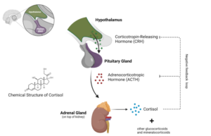 Blood Sugar Stage Meaning In Real Life
