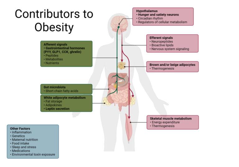Hormones in Hunger and Satiety: Understanding Appetite Control - Increased Satiety After Meals