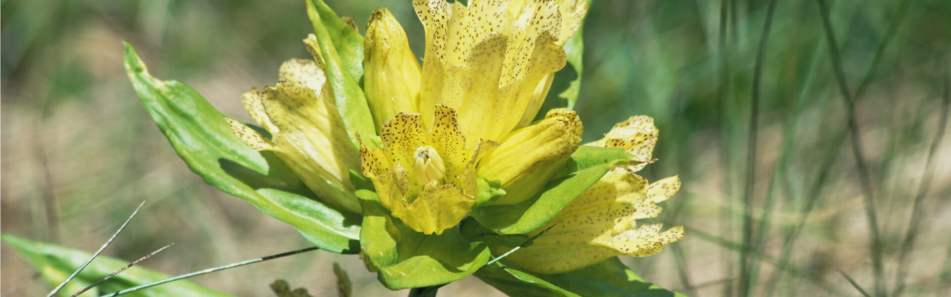 Bundles of dried flowers hang upside down, including yellow, white, and purple blossoms, creating a rustic and tranquil atmosphere against a blurred background.