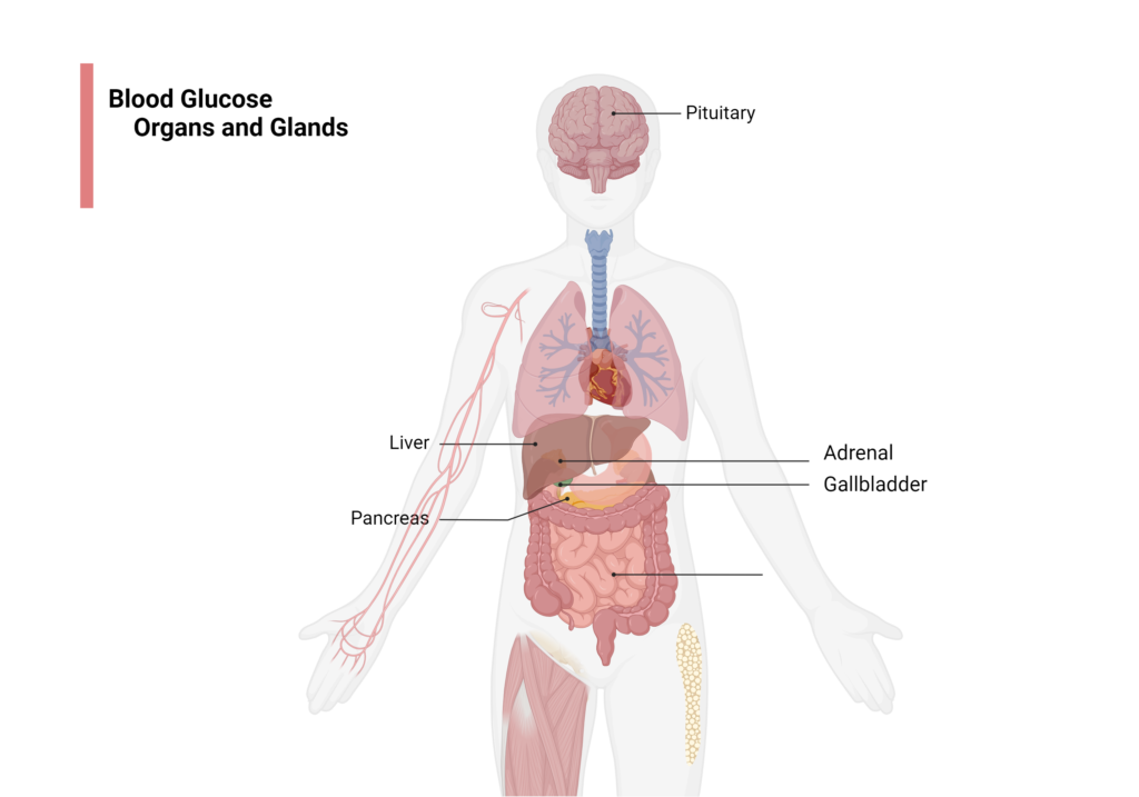 Glucose-Transporters-Distribution-1024x717