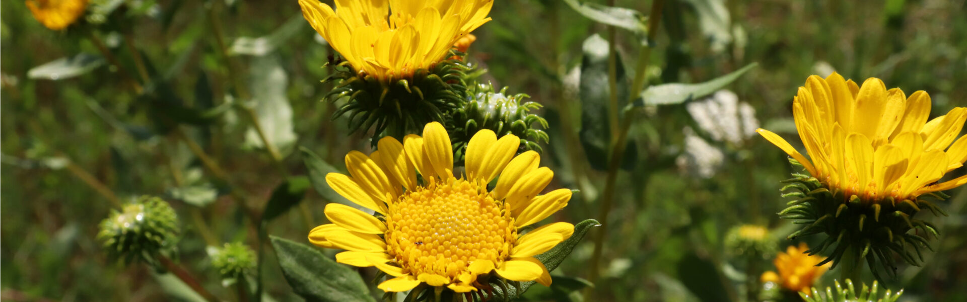 Bright yellow flowers bloom vibrantly, surrounded by rich green foliage in a sunny outdoor setting. The flowers' petals radiate around textured centers, creating a cheerful, natural scene.