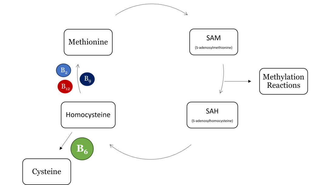 Flowchart illustrating a biochemical methylation cycle. Methionine converts to homocysteine with vitamins B2, B9, B12 aiding conversion. Homocysteine becomes cysteine with B6, forming SAM, SAH, and enabling methylation reactions.