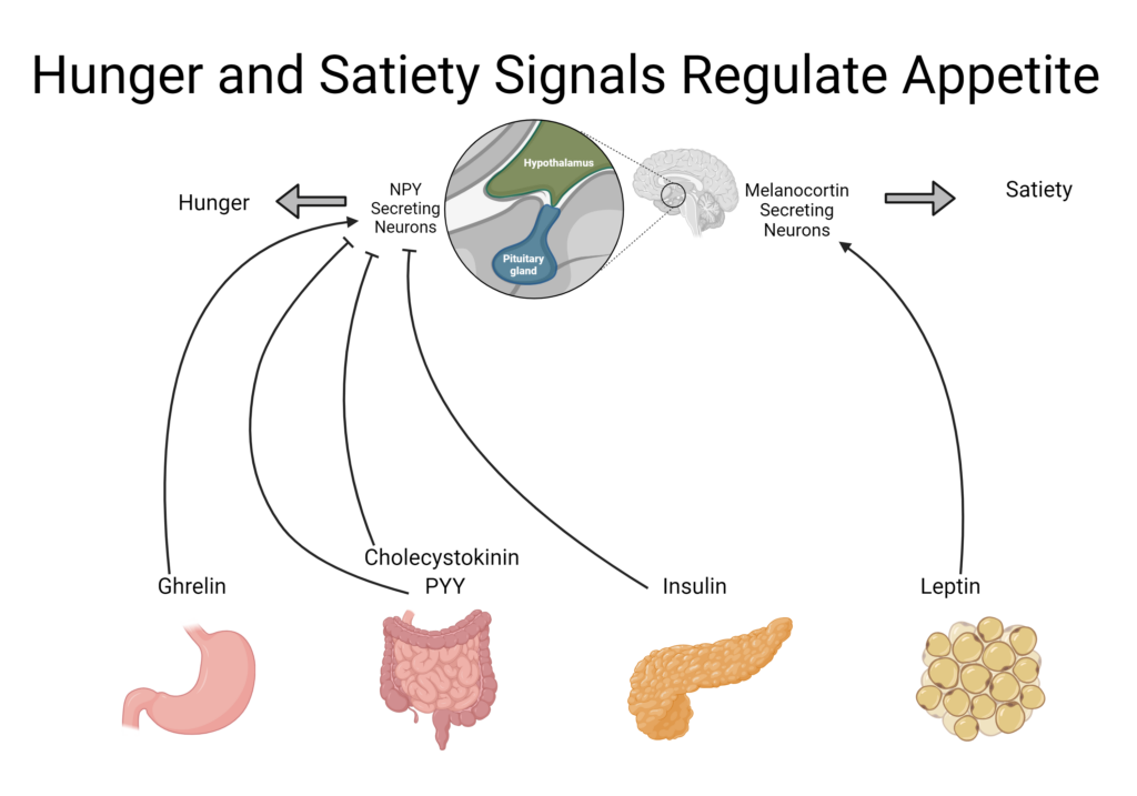 Hunger-and-Satiety-Signals-1024x717