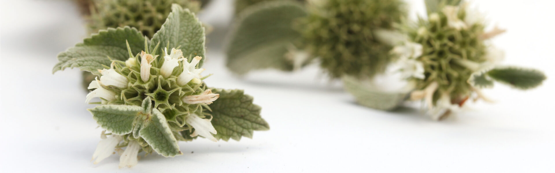 Cluster of small, white tubular flowers with fuzzy green leaves, lying on a plain white background.