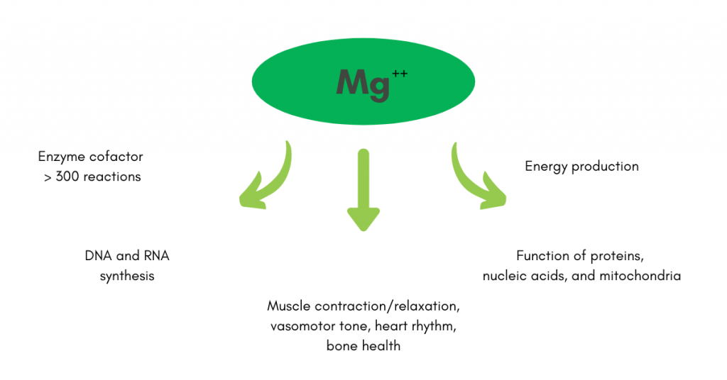 Mg++ in a green oval, central, links to functions via arrows: enzyme cofactor, DNA/RNA synthesis, muscle health, energy production, and protein function; surrounding text explains roles.