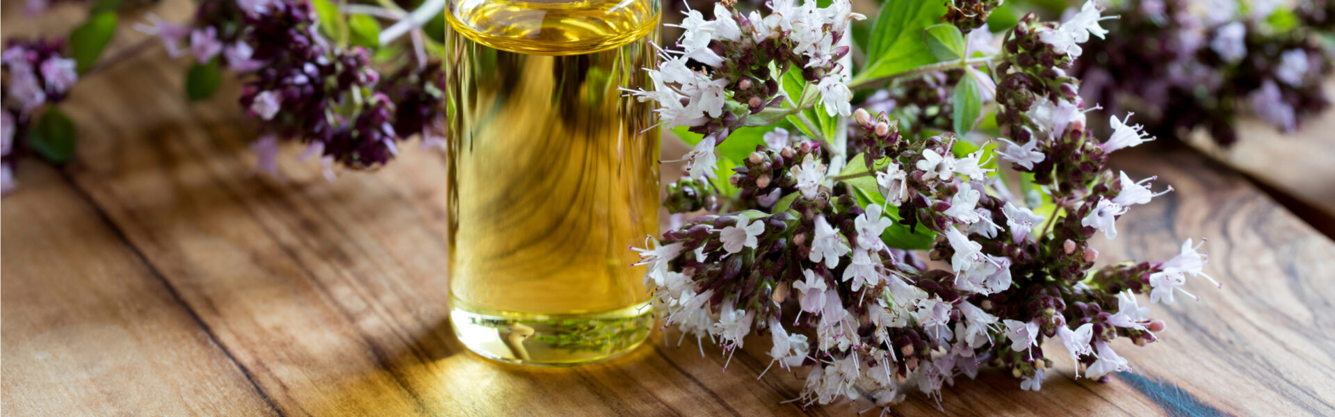 A small green plant with delicate white and purple flowers lies on a white surface, highlighted by soft shadows.