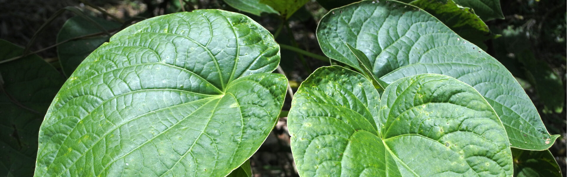 Large, vibrant green leaves overlap and bask in sunlight, highlighting their intricate vein patterns in a dense forest setting.