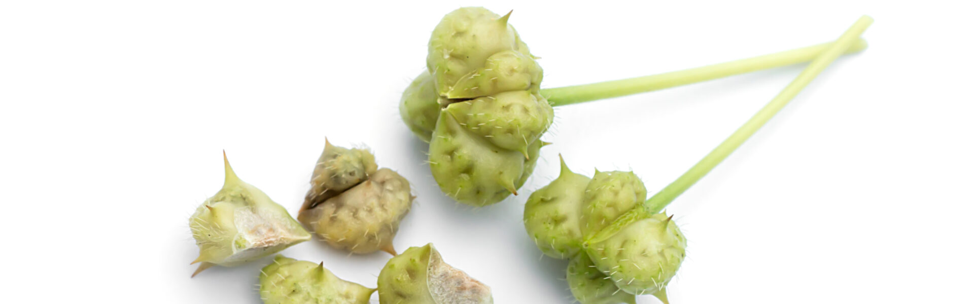 Green, spiky seed pods rest on a white background, with one pod slightly open, revealing its inner texture. Two stems extend from the closed pods.