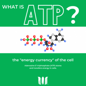 What-is-ATP-768x768