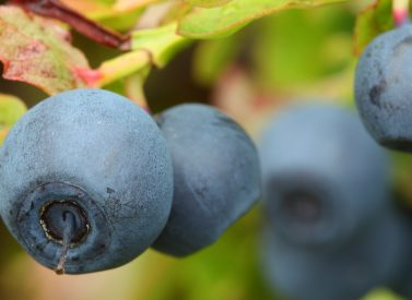 Blueberries hanging from a branch, displaying a deep blue hue, surrounded by green leaves in a garden setting.