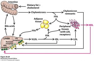 liver-pathway-300x195