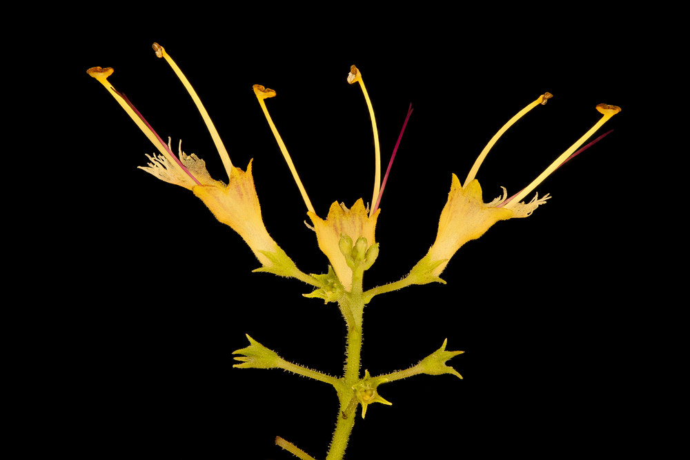 A yellow flower with long stamens extending outward, situated against a black background, showcasing bright elongated petals and slender green stems.