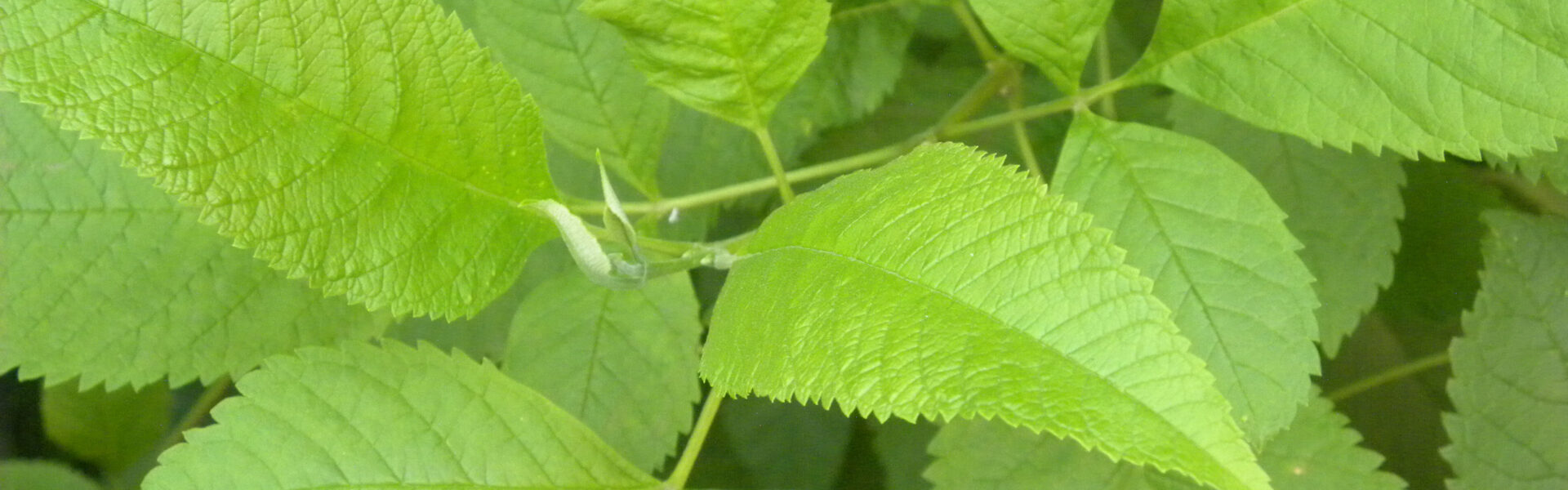 Bright green leaves sit still, displaying their serrated edges and textured surfaces, among a tangle of other similar leaves in a lush, dense foliage setting.