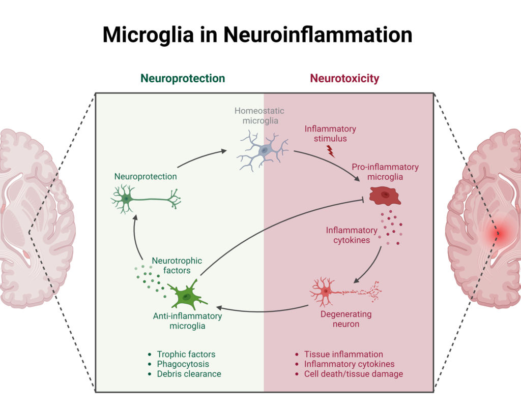 Roles of Microglia in Neuroinflammation