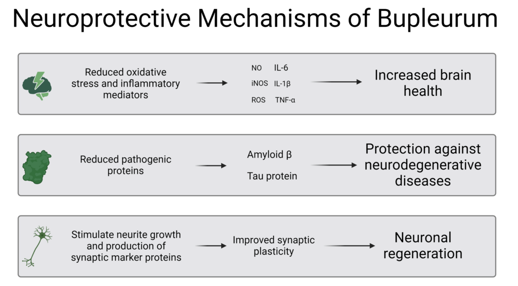 Bupleurum Mechanisms