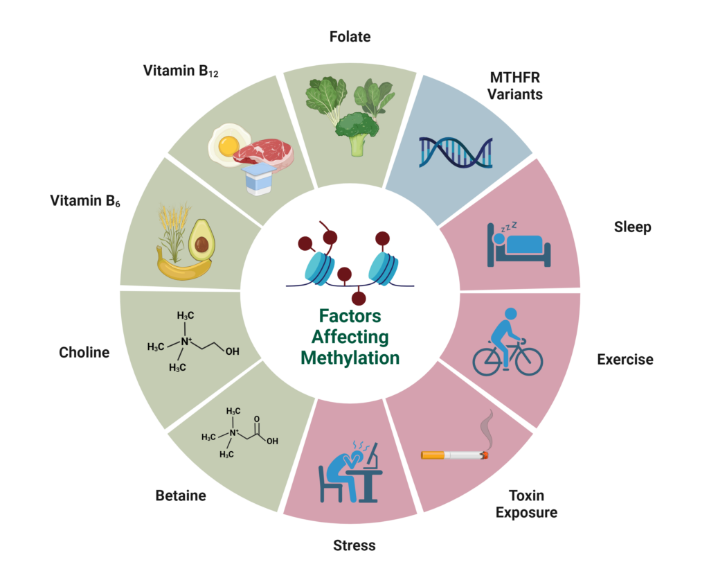 Factors Affecting Methylation