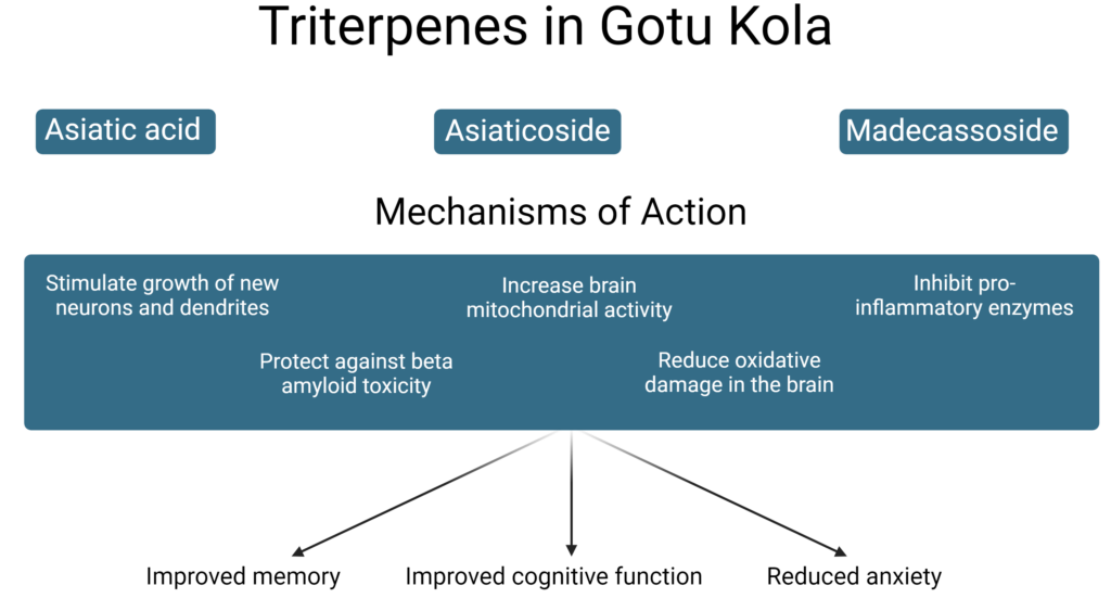 Gotu Kola Neuroplasticity