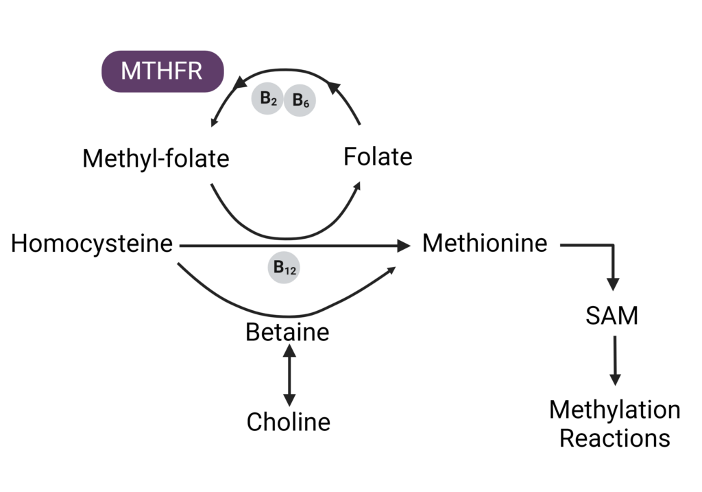 MTHFR Mutation