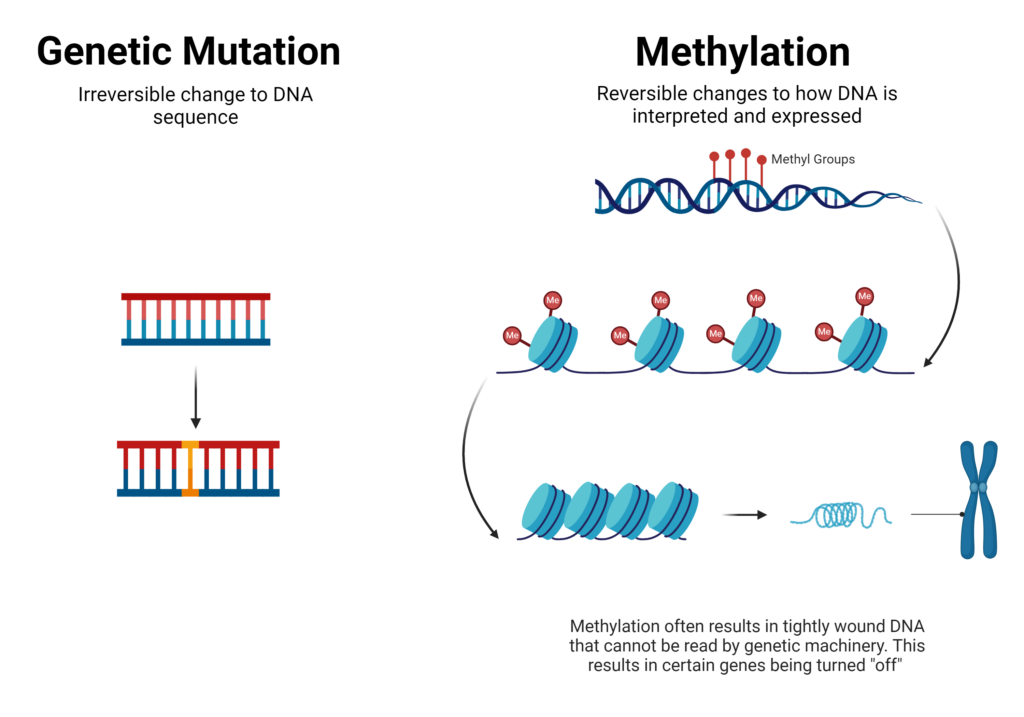 Mutation V Methylation