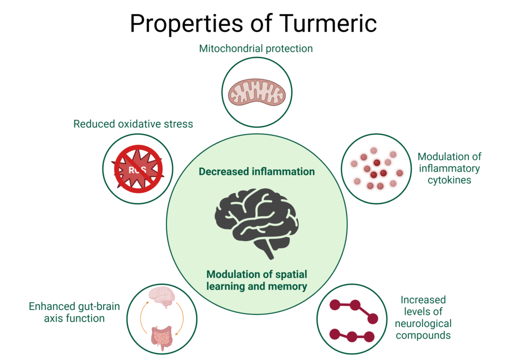 Turmeric and Neuroplasticity