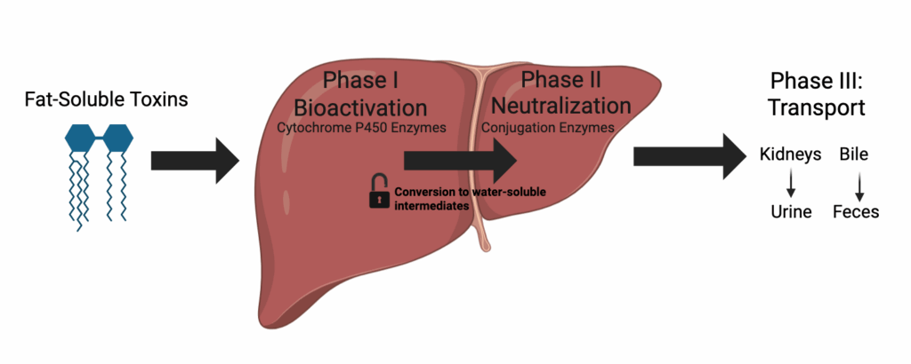 Phase 1 and Phase 2 detoxification pathway