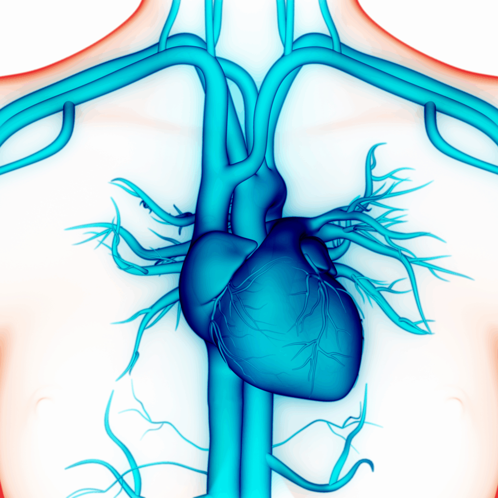 illustration of the heart and cardiovascular system