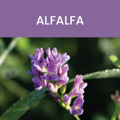 alfalfa whole food advantage tile