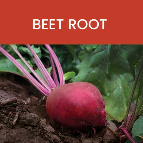 beet root whole food advantage tile