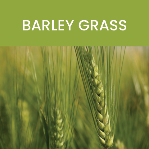 barley grass whole food advantage