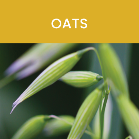 oats whole food advantage tile