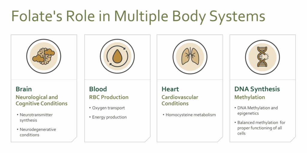 infographic on folate in multiple body functions