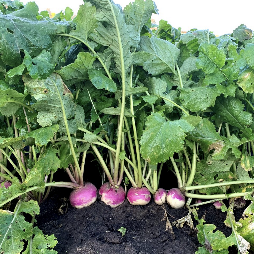 turnips in the garden