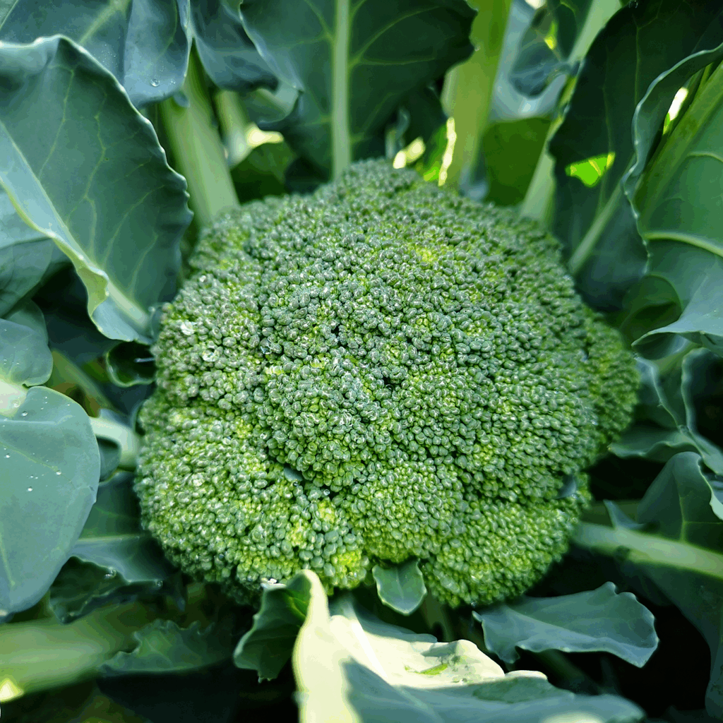broccoli growing in the garden