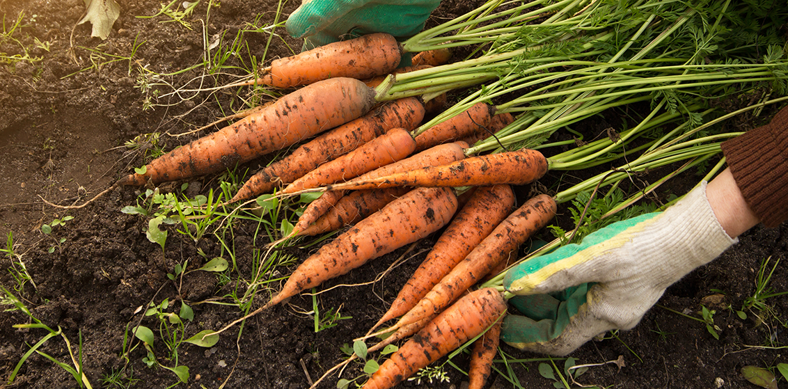 carrots being harvested in a garden