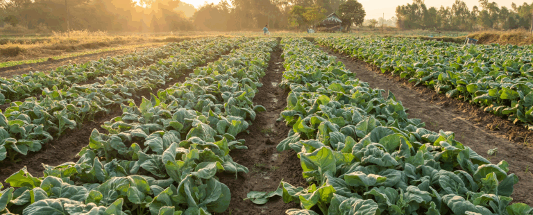 collard greens growing in field