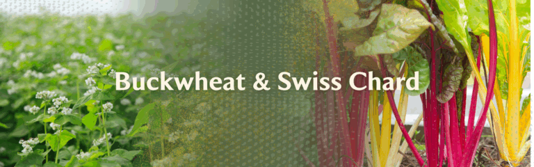 buckwheat and swiss chard