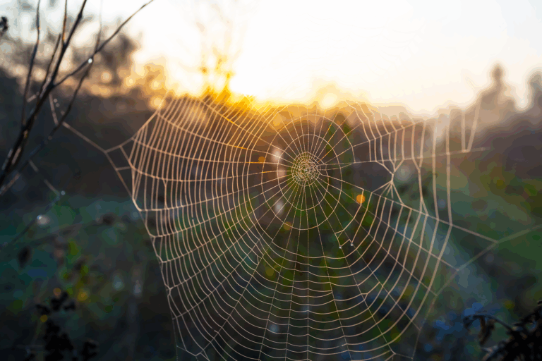 spider web