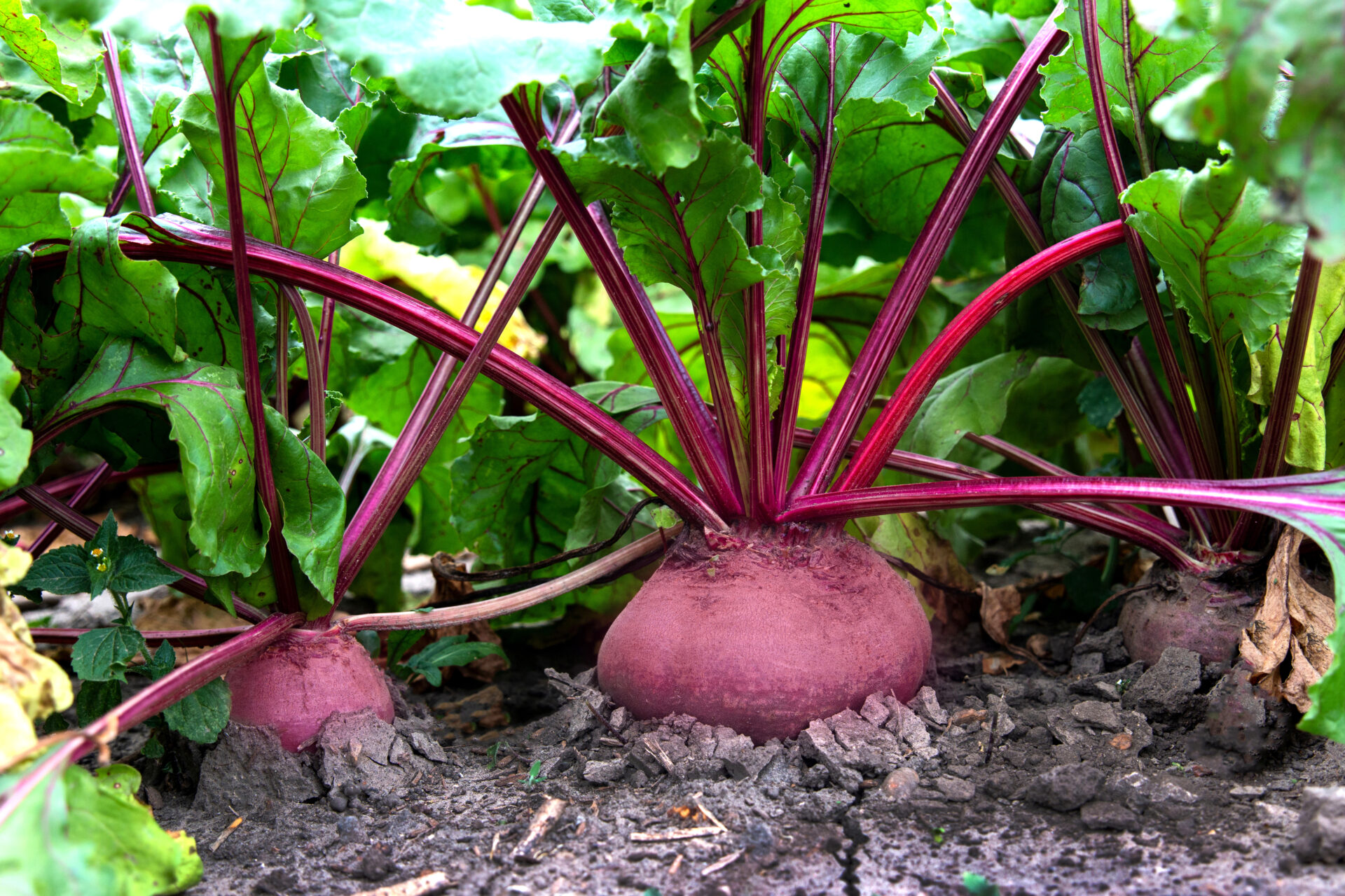 beet growing in field