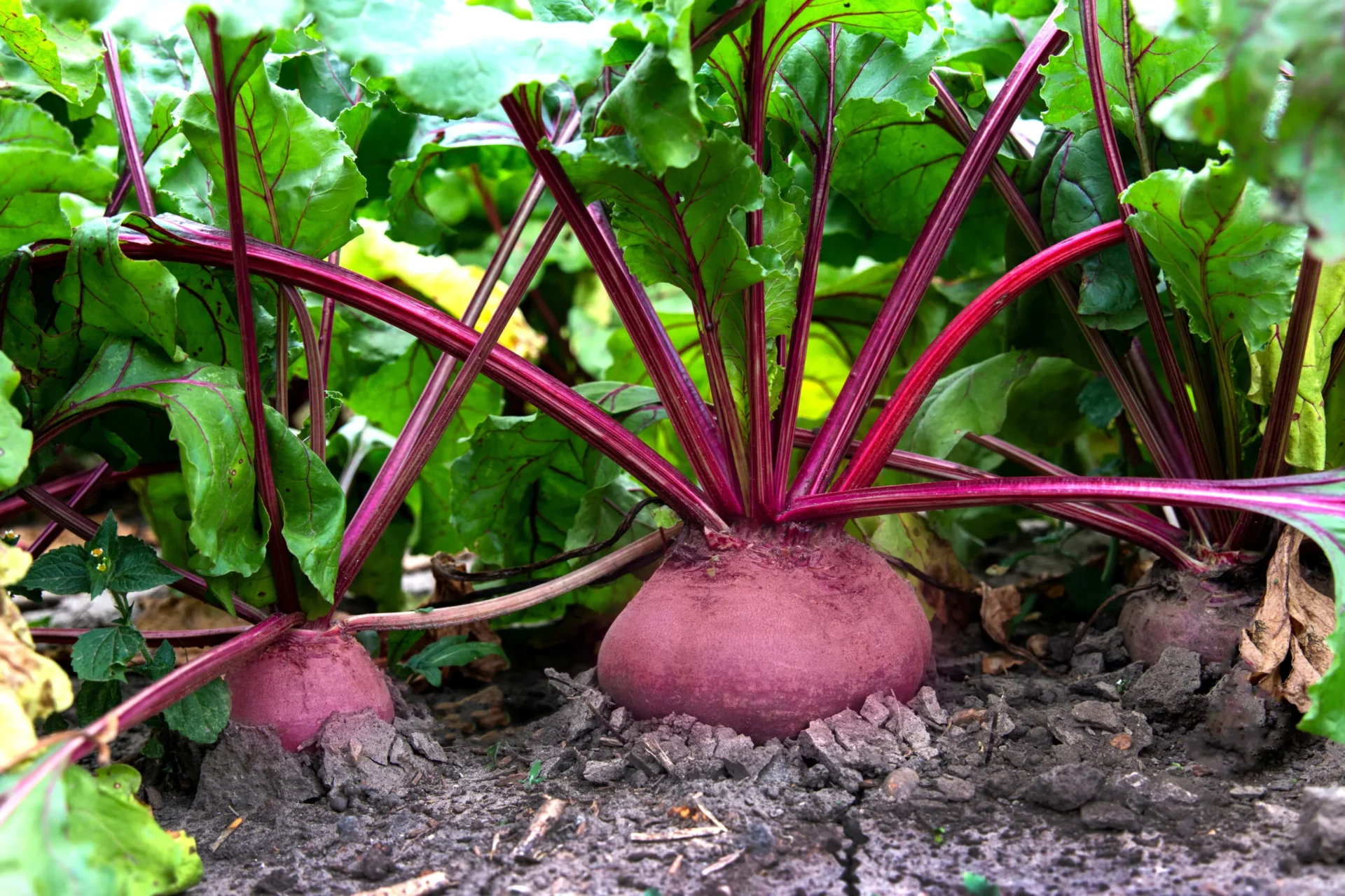 beet growing in field