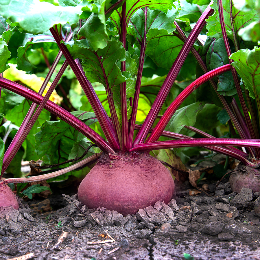 red beetroot
