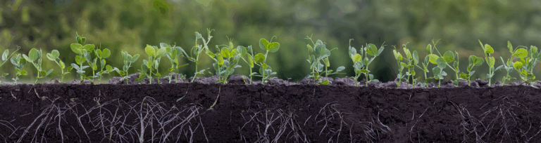 soil with pea shoots and roots