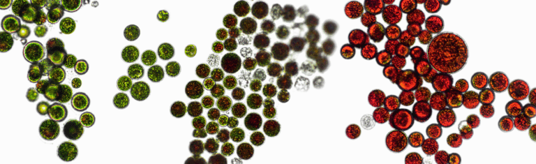green algae turns red