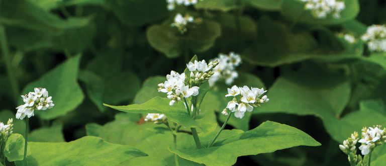 buckwheat flower which is tiny white flower on green leaf plant