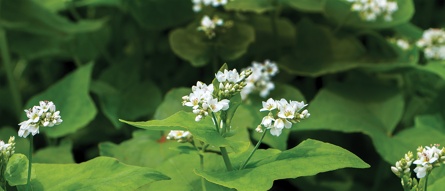 buckwheat flower