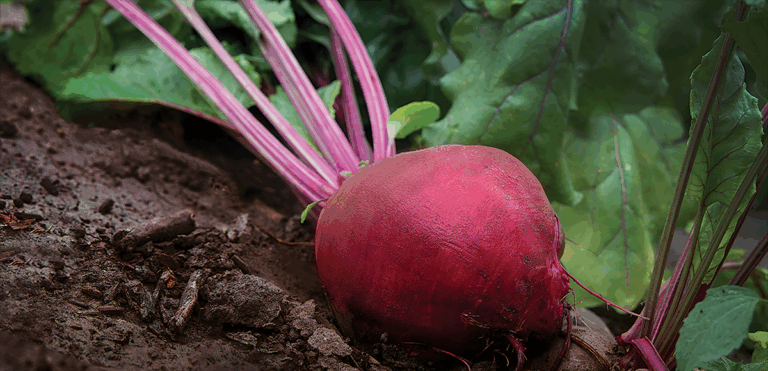 beetroot