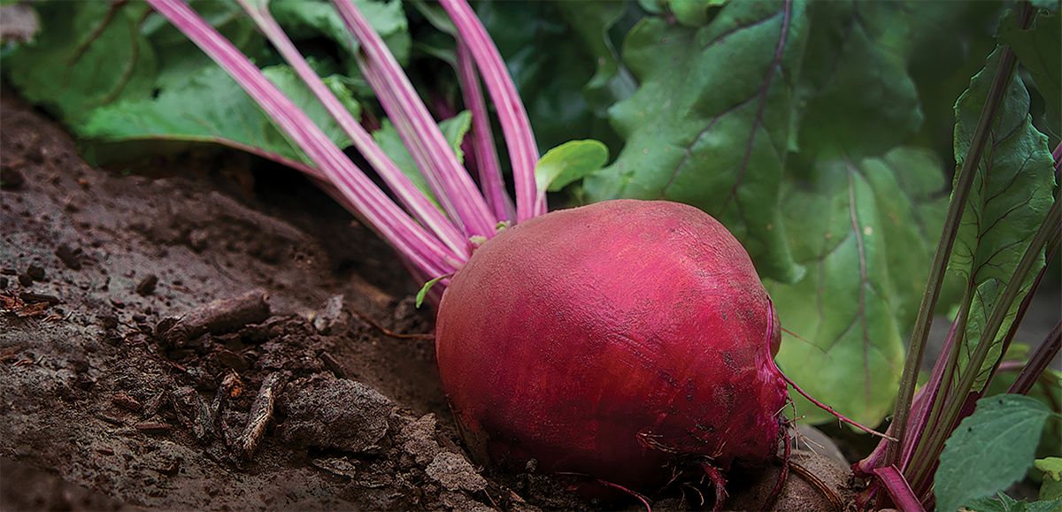beetroot