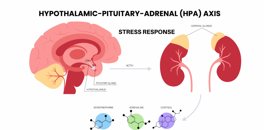 HPA axis